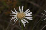 Thistleleaf aster